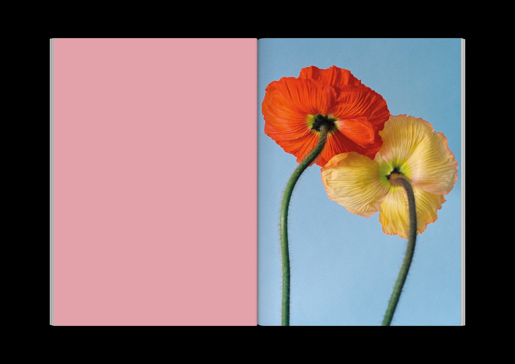 The Chromatics of Flowers