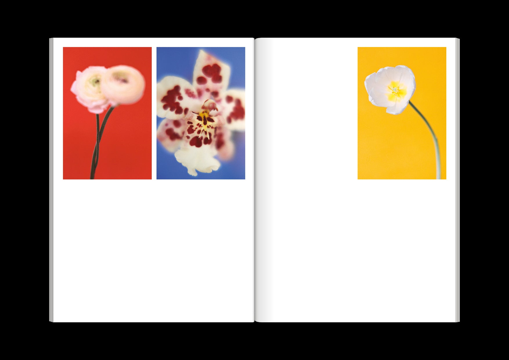 The Chromatics of Flowers