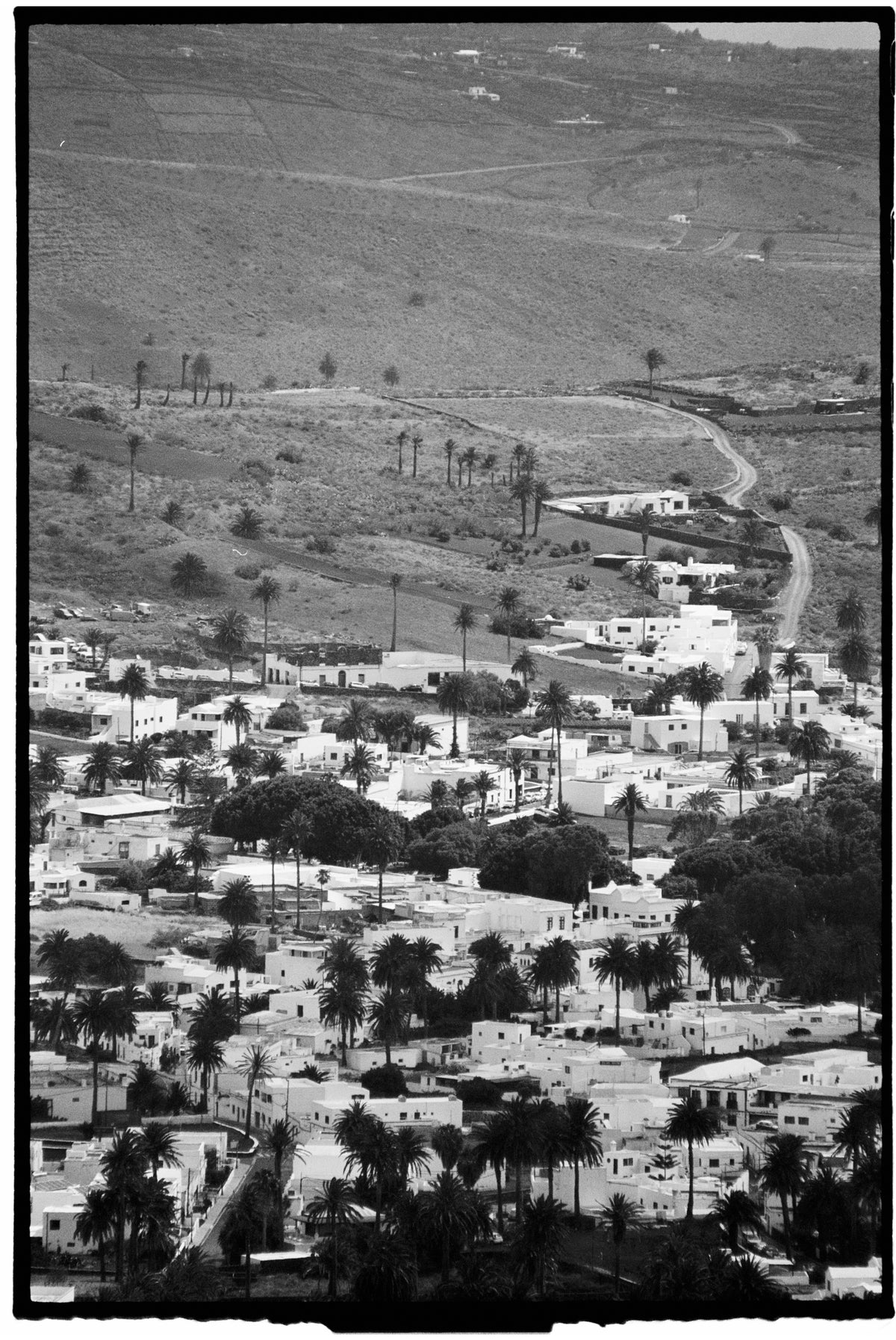 UNA PALMERA ENTRE MIL by Latitud Fuego® X Estudio Vernís®
