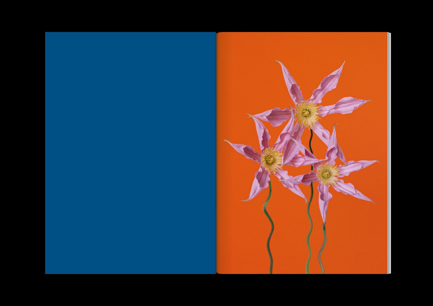 The Chromatics of Flowers